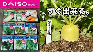 【ダイソー】とんでもなく収穫が早い野菜の育て方と栽培方法（種まき時期〜水やり）【100均園芸】【コスパ最強】24110 [upl. by Peace]