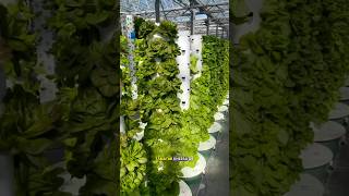 AEROPONIC farming science sciencefacts [upl. by Hctim593]