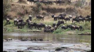 Masai Mara  game drives  Kenya [upl. by Zarger]