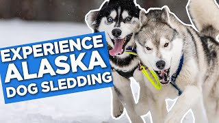 Experience Dog Sledding Like A Pro In Alaska [upl. by Gnilsia999]