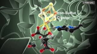 How Enzymes Work from PDB101 [upl. by Notneiuq616]