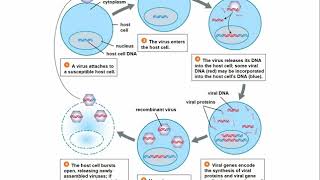 BIOL 1111  Chapter 10 Biotechnology [upl. by Ramat]