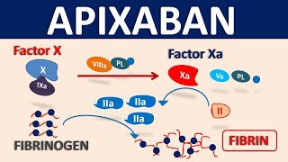 Apixaban Eliquis as blood thinner  Mechanism precautions amp interactions [upl. by Cordle]