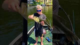 Pickerel or bass fishing [upl. by Naz]