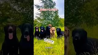 सबसे बेस्ट टीम parrot comedy fun monkey animals dog cat cricket ranchosona memes pets [upl. by Leonidas]