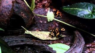 Dendrobates Leucomelas call and wrestling [upl. by Iives]