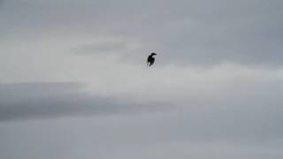 Falconry Peregrine tiercel chasing pigeon [upl. by Clarence]