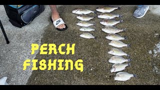 Perch fishing Bolinas California may 2020 [upl. by Ayital]