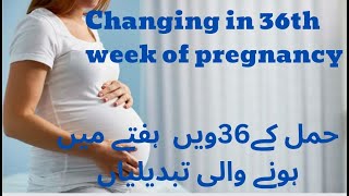 36 weeks of pregnancy  36 weeks of pregnancy symptoms 36 week pregnant in urdu hindi [upl. by Bringhurst]