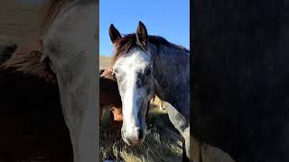 Divlji konji na Dinari wildhorses dinara mountain nature [upl. by Lachlan]