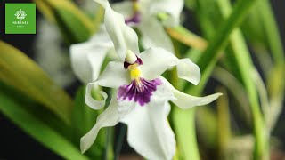 Miltonia Orchid  Miltonia Spectabilis Care  How To Grow Orchids  Growing Orchids Under Lights [upl. by Andie]