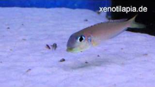 Xenotilapia flavipinnis Red Royal Kekese [upl. by Reedy]