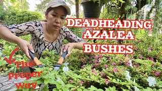 How To Deadhead An Azalea Bush The Right Way [upl. by Trebloc]