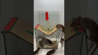 Top 1 best mouse trap  best mouse trap at home [upl. by Muffin438]