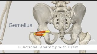 Functional Anatomy  Gemellus Superior and Inferior [upl. by Shuman]