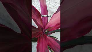 Dracena Plant ornamentalplant colourfulleaves Rajshreecreation2024 [upl. by Euqinehs]