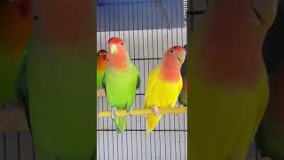 Lovebirds sounds  lovebirds singing 🦜🐦🤗 shorts youtubeshorts lovebirdmutation [upl. by Attaynek133]