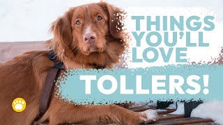 Nova Scotia Duck Tolling Retriever Temperament [upl. by Arihsa]