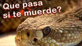 ¿Qué pasa si te muerde una SERPIENTE de CASCABEL GatiCuriosos [upl. by Caesaria]