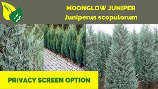 Moonglow Juniper  Juniperus scopulorum Moonglow [upl. by Norman]