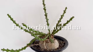 【Euphorbia decidua ユーフォルビアデシドゥア】 [upl. by Dorothi]