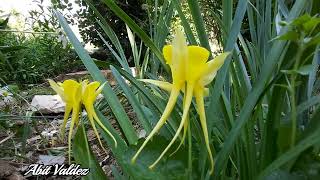 Aquilegia longissima [upl. by Cassell]