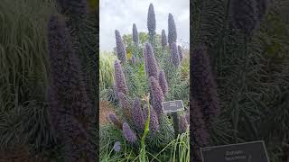 Blue wings 🕊️🕊️🕊️ flowers newzealand kiwi botanicalgarden [upl. by Anrev]