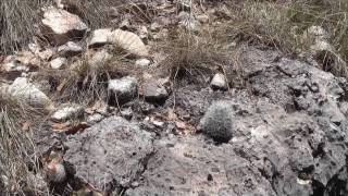 Cacti in Guadalupe Mountains [upl. by Gallager]