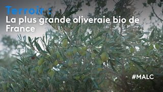 Terroir  la plus grande oliveraie bio de France [upl. by Ratcliffe]