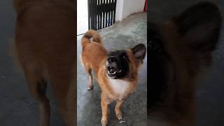 dog sound video  dog sound  dog barking  dog video  dog voice shorts [upl. by Tai]