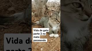 Vida de gato parte 2 no mato gatos gato cat memes cute somdegato somdegatomiando [upl. by Sidoeht492]