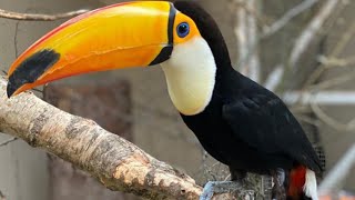 Toucan  Toco Toucan Sound  Toucan Playing And Dancing [upl. by Joub165]