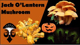 The Jack O Lantern Mushroom Omphalotus illudens the Orange Mushroom [upl. by Amian]