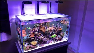 Reef Tank Update February 2019  Ai Prime PAR Readings [upl. by Yelsew]