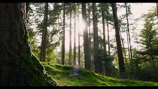 Entspannende Musik mit Waldgeräuschen  Ruhe und Frieden der Natur [upl. by Gnoht]