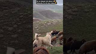 KANGAL AND SHEEP wildlife kangal kangaldogs sheep nature shortsvideo shorts youtube dog [upl. by Yoccm334]