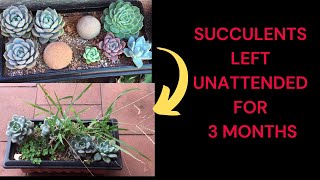 SUCCULENT LEFT UNATTENDED FOR 3 MONTHS [upl. by Ruthy]