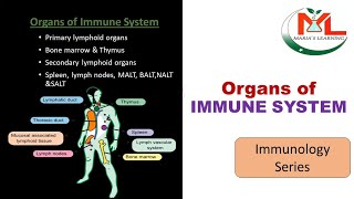 Organs of immune system  lymphoid organs primary lymphoid organs  secondary lymphoid organs [upl. by Aivart]