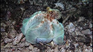 Caribbean Reef Octopus [upl. by Napoleon]