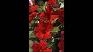 Gardening Tip  How to keep your Mandevilla plant happy all season long [upl. by Meara]