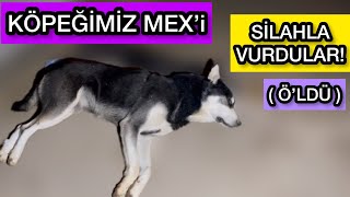 Köpeğimiz Mex’i SİLAHLA VURDULAR [upl. by Eirek]