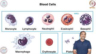 Cells of Immune System amp and its role in Host DefensePBMC isolation [upl. by Renruojos]