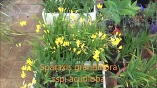 Sparaxis grandiflora acutiloba [upl. by Bourque]