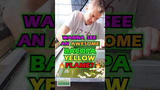 MASSIVE BACOPA YELLOW FLAME 🔥 [upl. by Nollek]