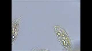 Pantoffeltierchen Paramecium unter dem Mikroskop [upl. by Emearg]