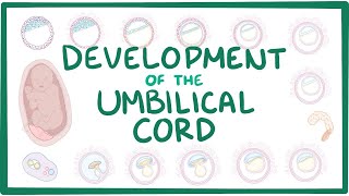 Development of the umbilical cord [upl. by Letsirk343]