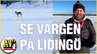 Fredrik 33 mötte vargen på Lidingö ”Den var nyfiken” [upl. by Penman]