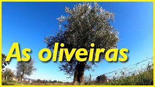 As oliveiras as árvores que produzem as azeitonas e o azeite de oliva [upl. by Nelluc740]