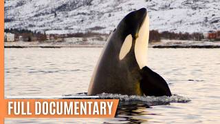 Skagerrak The hunting grounds of the Orcas  Full Documentary [upl. by Yeniar]