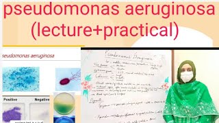 pseudomonas aeruginosalecture practical [upl. by Ellinet]